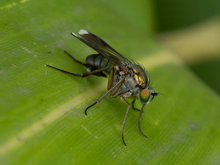 Poecilobothrus nobilitatus (Semaphore Fly).jpg